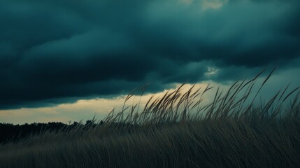 Tall grass bends under the weight of a brewing storm, silhouetted against dark, foreboding skies, embodying tension and anticipation.