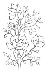 Black and white digital art floral template. Isolated Hand drawn black contours of magnolia flowers on white background. Template for design, coloring page, invitation.