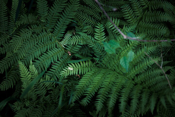 fern leaves