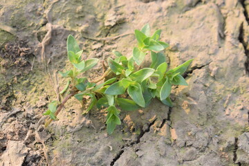 Scarlet pimpernel on soil Scarlet pimpernel field weed with small green leaves and small red flowers in a macro shot, BLUE SMALL FLOWER WITH GREEN LEAF PLANT