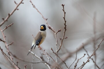 The Chinese grosbeak, yellow-billed grosbeak, or black-tailed hawfinch (Eophona migratoria) is a species of finch in the family Fringillidae. This photo was taken in Japan.