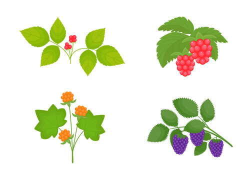 Stoneberry, raspferry, cloudberry and blackberry isolated on a white background. Set of the Rosaceae family berries. Vector illustration, colored icon, design element. Collection in the flat style.