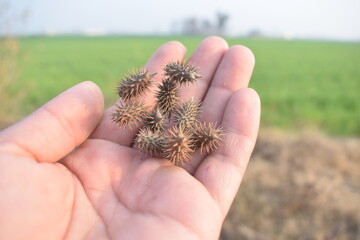 on hand Medicinal rough cocklebur plant on forest. Detail photo of Xanthium strumarium. Selective focus. dry rough 