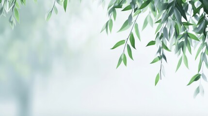 Delicate willow branches in fresh green, soft morning light, serene and minimalist Qingming Festival scene.