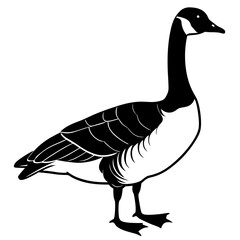 goose isolated on white background