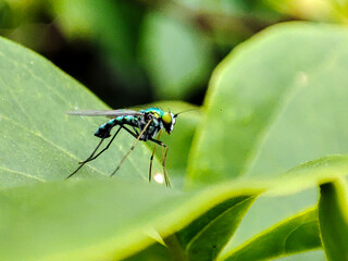 metallic green fly with the Latin name Condylostylus