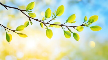 Obraz premium Delicate willow branches in fresh green, soft morning light, serene and minimalist Qingming Festival scene.