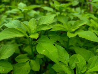 green grass background in the yard