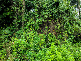 Obraz premium green grass background in the yard