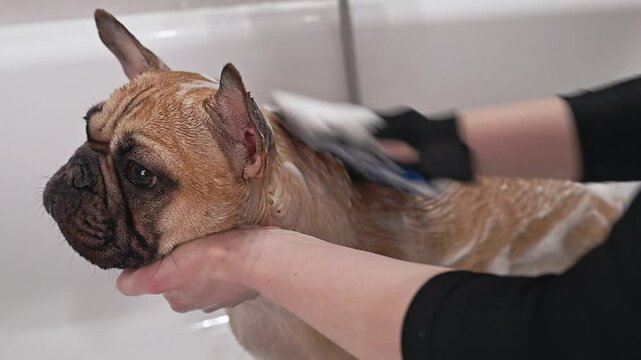 Pet salon session for French Bulldog provides cleanliness, relaxation, and grooming excellence. Skilled hands ensure a stress-free bath leaving the dog feeling refreshed and pampered bathing a bulldog
