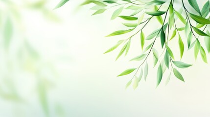 Obraz premium Delicate willow branches in fresh green, soft morning light, serene and minimalist Qingming Festival scene.