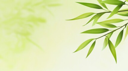 Obraz premium Delicate willow branches in fresh green, soft morning light, serene and minimalist Qingming Festival scene.