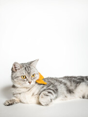 beautiful, gray British cat with a yellow bow on her neck on a light background in a home environment.