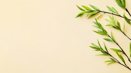 Naklejka premium Delicate willow branches in fresh green, soft morning light, serene and minimalist Qingming Festival scene.