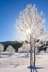 trees with hoarfrost and sunlight
