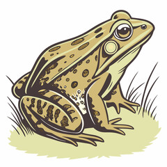 frog on white background