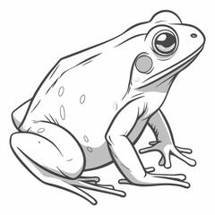 frog on white background
