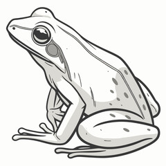 frog on white background