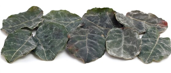 Obraz premium Collection of Dusty Green Leaves Botanical Photography