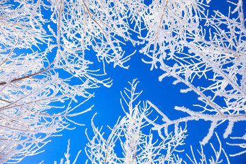 trees with hoarfrost and blue sky