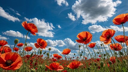 Obraz premium A field of red poppies and daisies with a bright blue sky in the background.