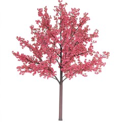 Naklejka premium Pink Flowering Tree Isolated on White Background Spring Blossom Tree