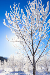 trees with hoarfrost and sunlight
