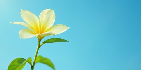 Fototapeta premium A delicate lemon flower with its matching green leaves rests against a serene blue sky, organic, earthy