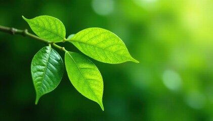 Fresh green kaffir lime leaves attached to a branch, botanical, tropical plant