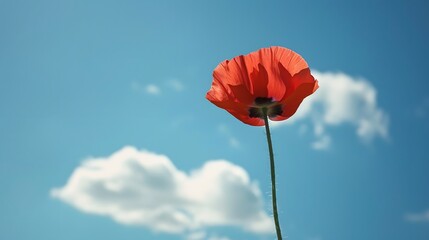 Red Poppy Flower Against a Blue Sky with White Clouds