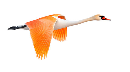 Fototapeta premium Orange And White Swan In Flight Against with Isolated Background