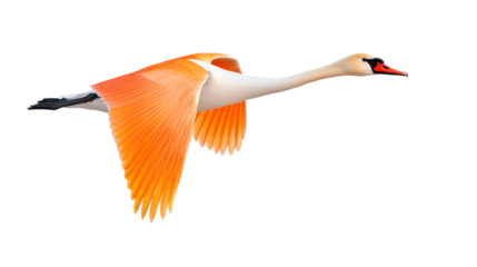 Orange And White Swan In Flight Against with Isolated Background