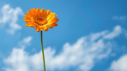 Single Orange Flower Against a Blue Sky