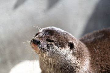 可愛いカワウソ