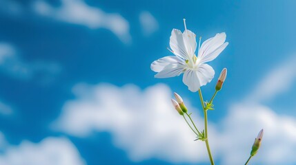 Obraz premium Single White Flower Against a Blue Sky