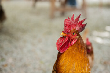 Close up de un gallo de pelea mirando a la cámara 