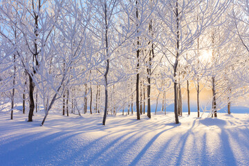 trees with hoarfrost and sunlight
