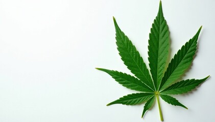 Freshly harvested green cannabis leaves with veins on white background flat lay, botany, leaves, cannabis