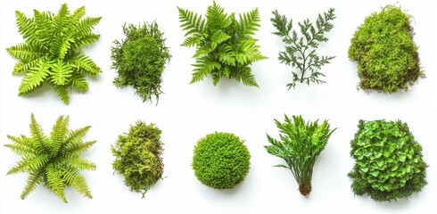 Aerial Green Plants, Moss, Ferns, Studio