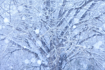 winter landscape with snow covered trees and falling snow
