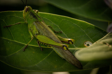 grasshopper on a green leaf