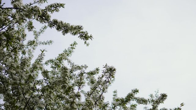 Branches of blossoming tree against hazy sky in calm, windless weather. Background of spring fruit tree with young leaves and with lack of sunlight.
