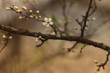un albero di prugnolo selvatico in primavera