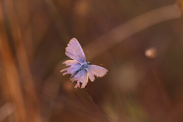 una farfalla licenide al tramonto