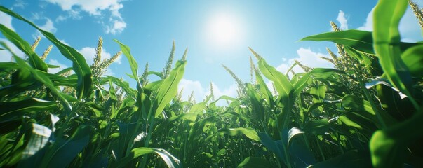 Obraz premium Vibrant Cornfield Under a Sunny Sky: A Lush Summer Day in the Farmlands