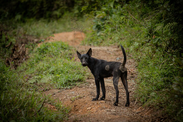 The black dog of the guard