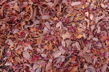 紅葉の落ち葉