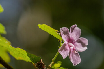 A pink flower known as Urena lobata in the garden with blurry bokeh background