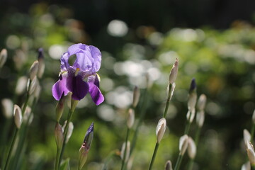 fiori di iris in un giardino
