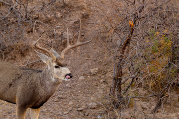 Venado Bura en el desierto de Chihuahua, Mule deer in Mexico´s desert.